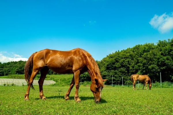 うぶやま　馬遊び・陽なたぼっこ