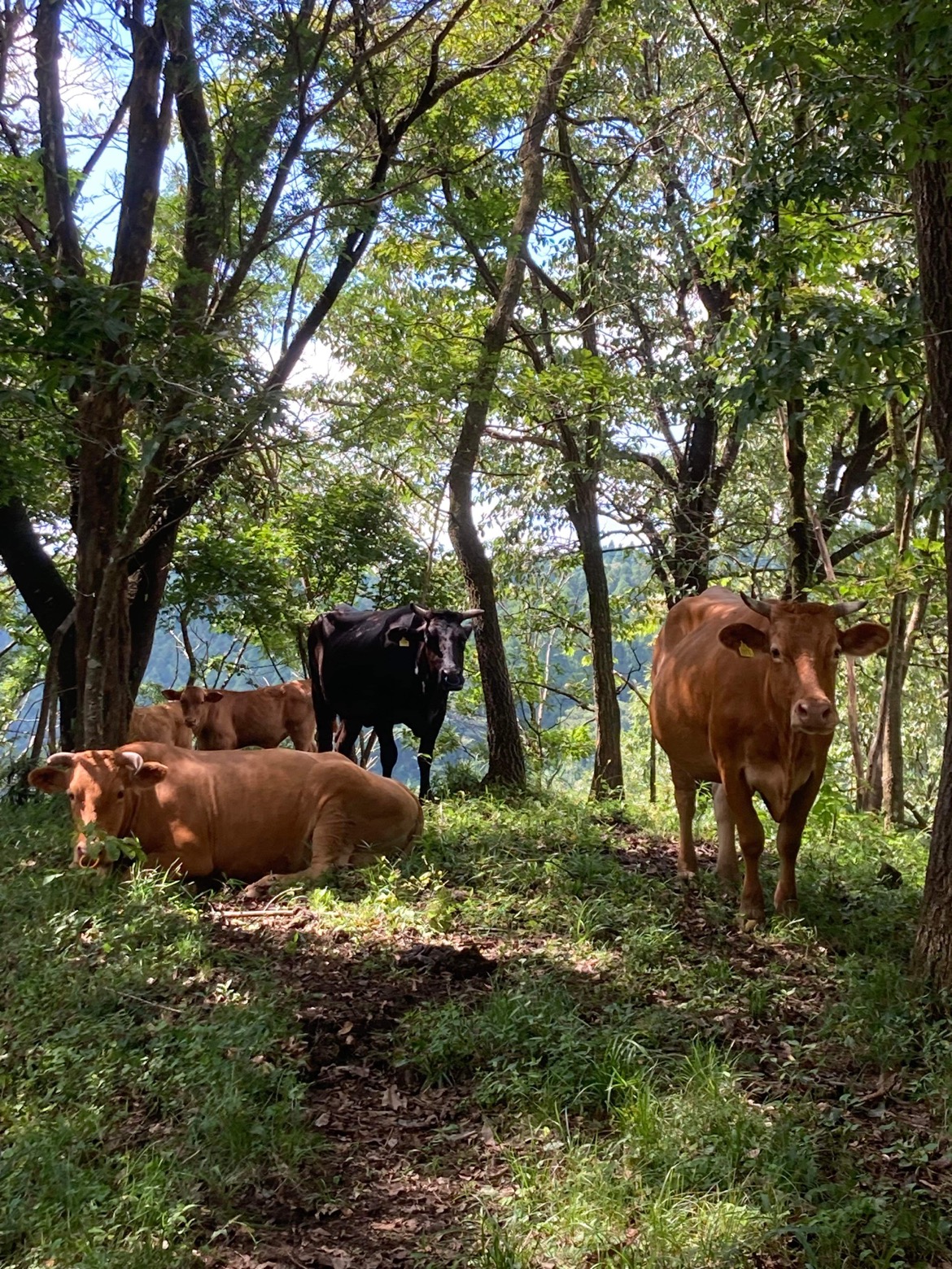 自然と牛に優しい地域循環型の畜産について学ぶ